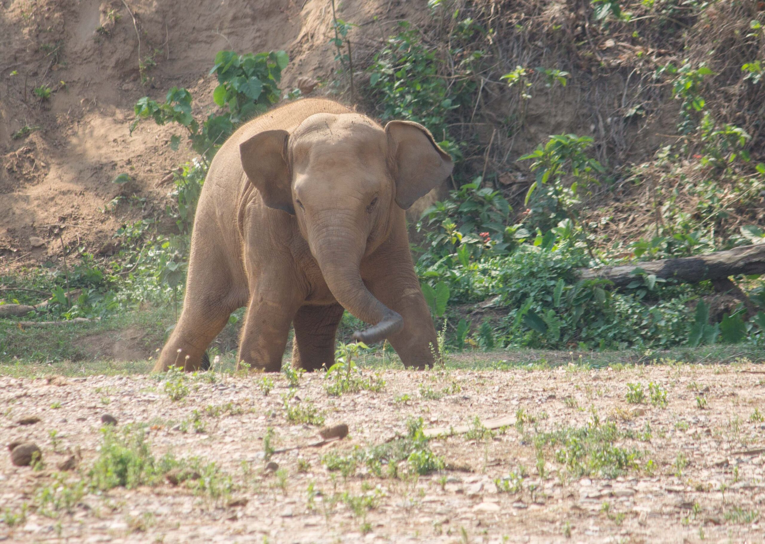A baby elephant playing near the river at Elephant Nature Park