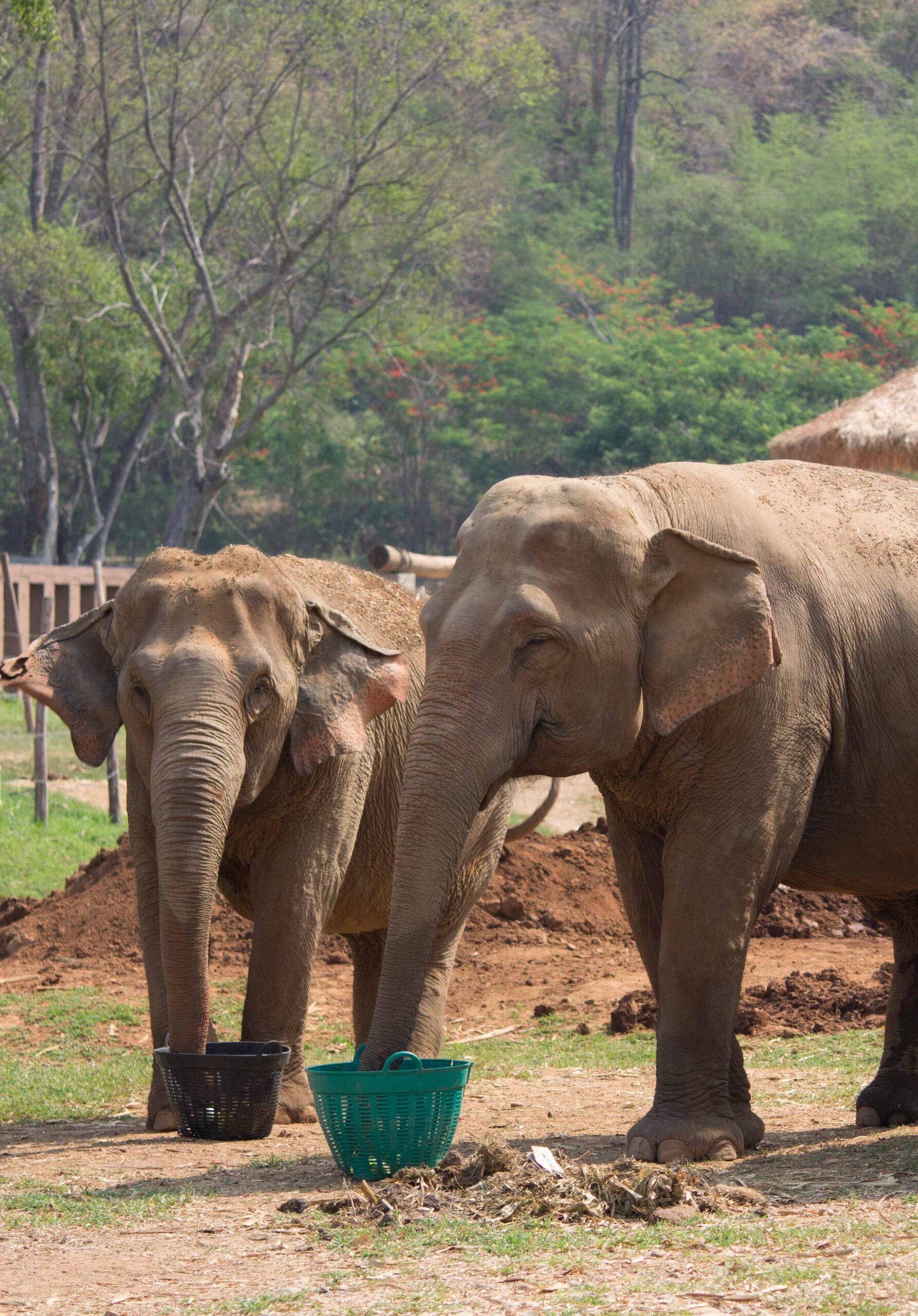 Elephants enjoying food at Elephant Nature Park