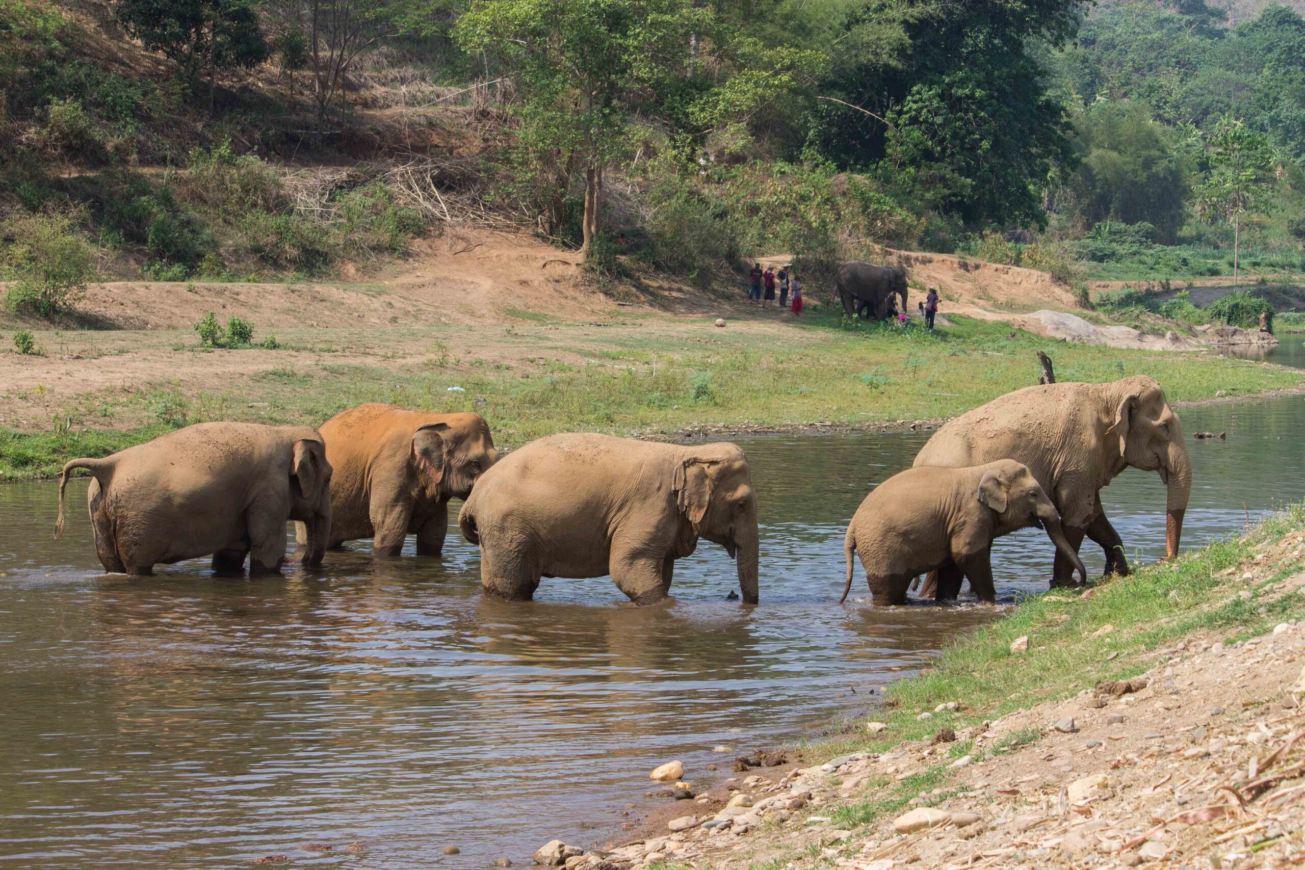 Elephants wading in the river at Elephant Nature Park