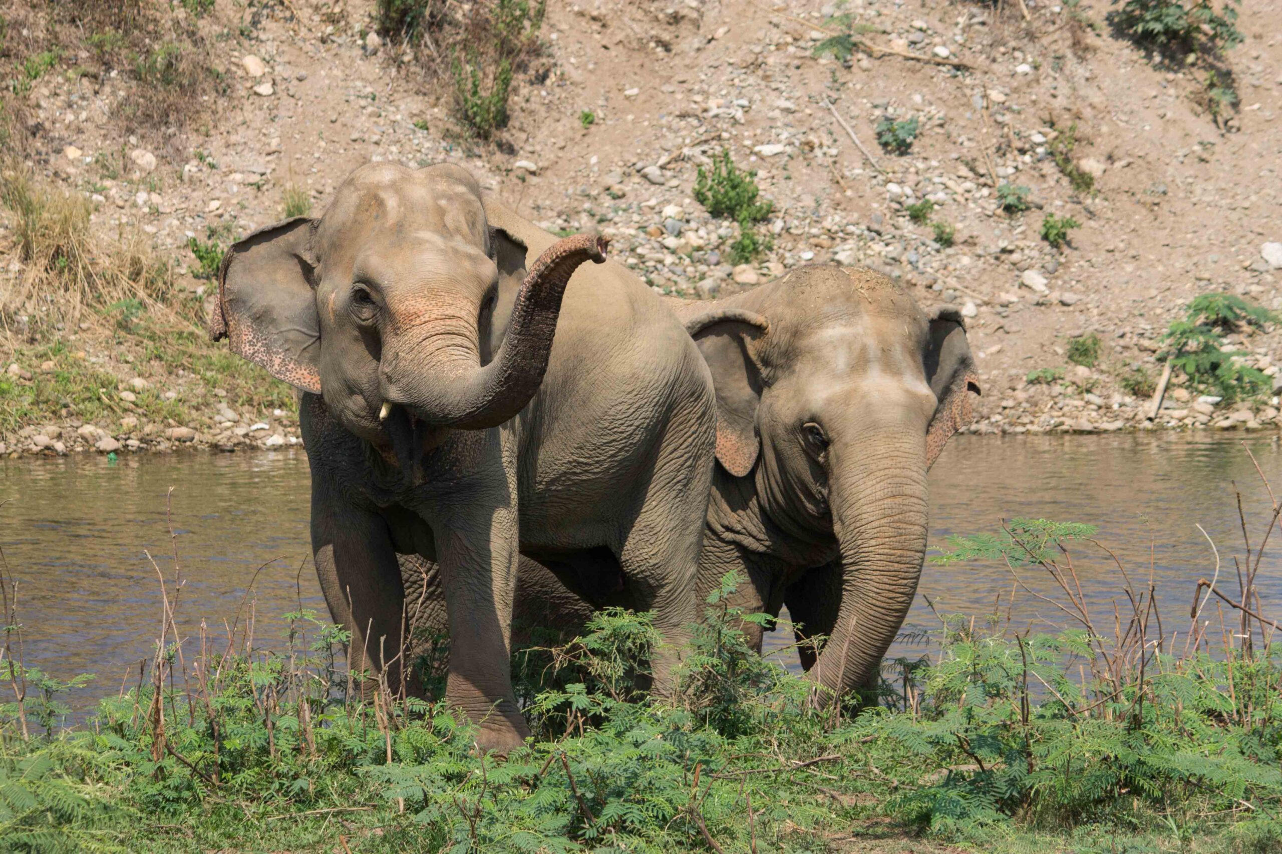 Mae Lanna and Medo: best friends