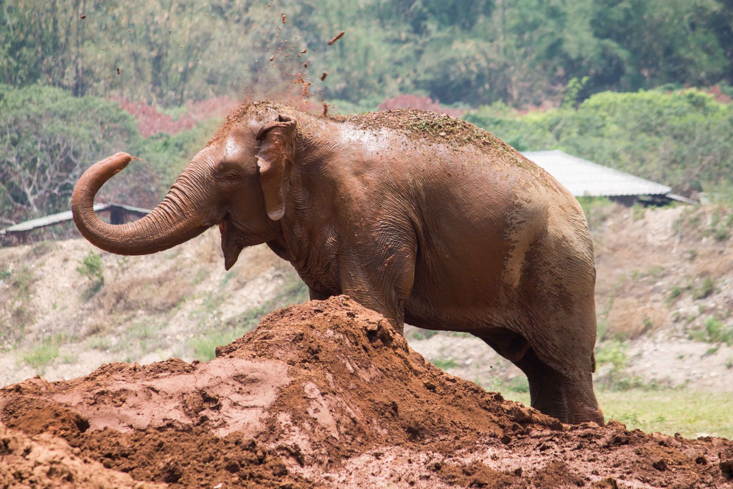 Elephant playing in the mud at Elephant Nature Park
