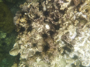 Coral, Koh Wao