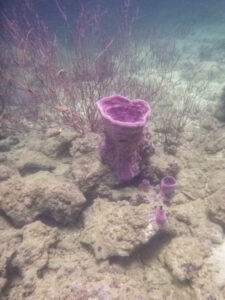 Sea sponge on Koh Wao
