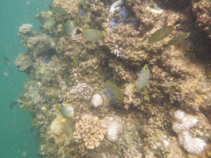 Fish on Koh Wao