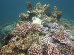 Coral gardens at Koh Wao