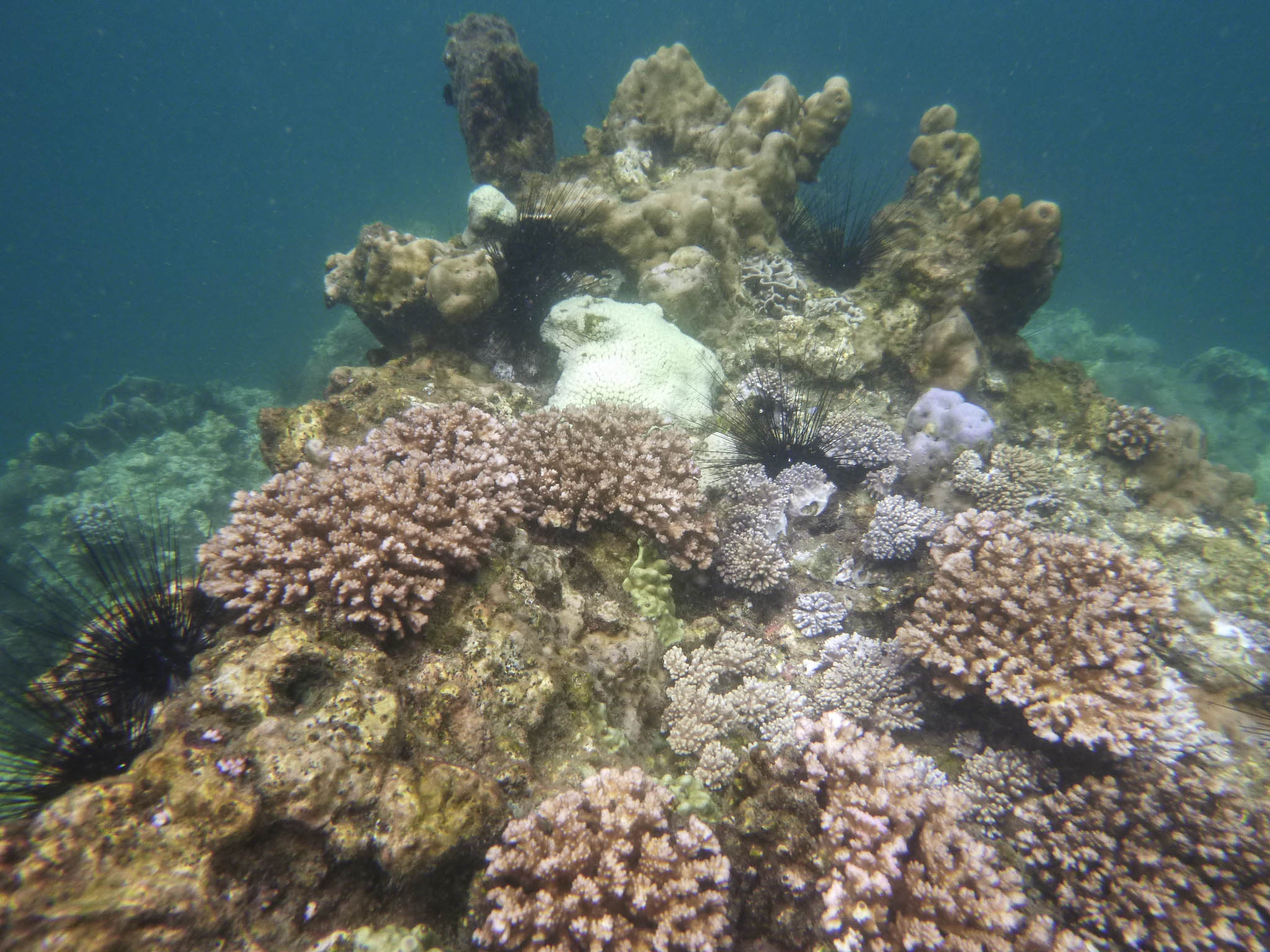 Coral gardens at Koh Wao