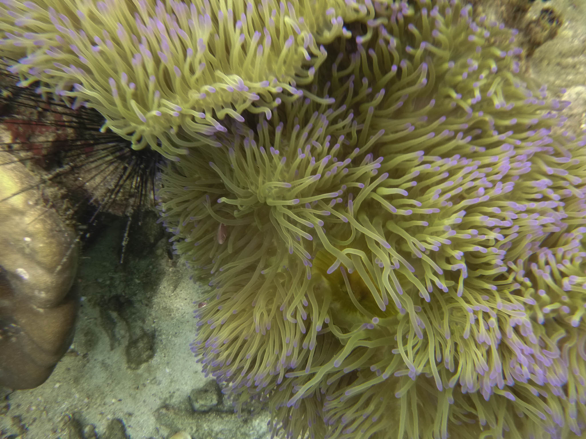 Sea anemone on Koh Wao
