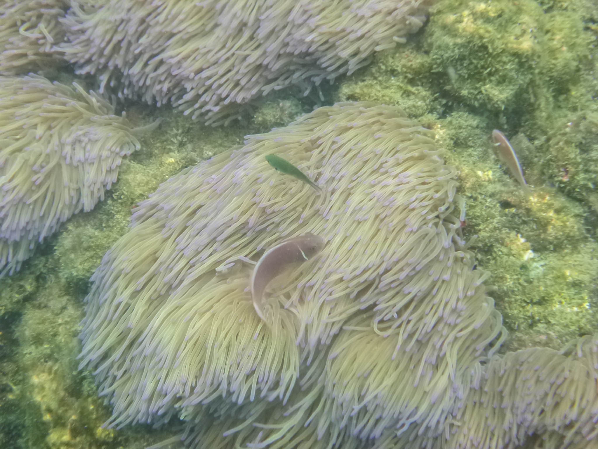 Clownfish and sea anemone on Koh Wao