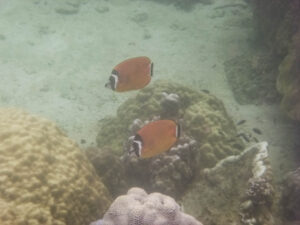 Butterflyfish at Koh Wao