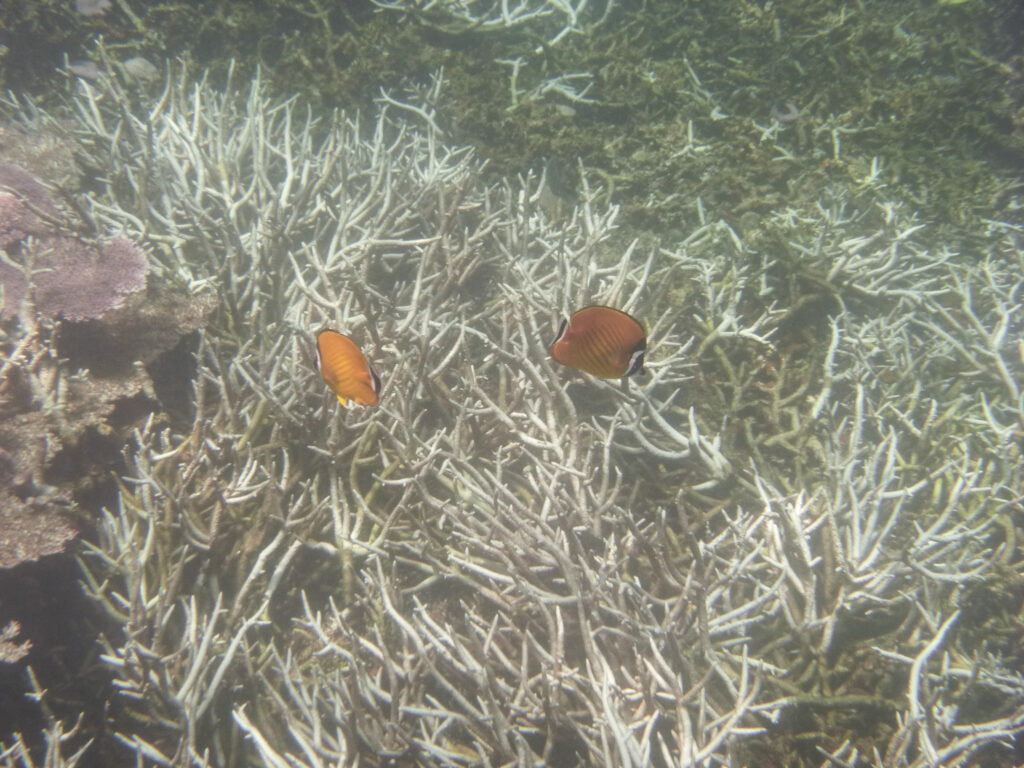 Butterflyfish, Koh Tao