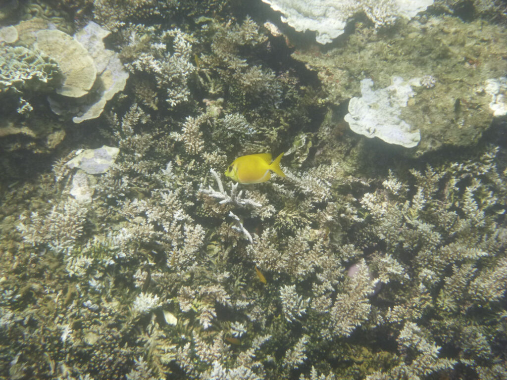 Tropical fish, Koh Tao