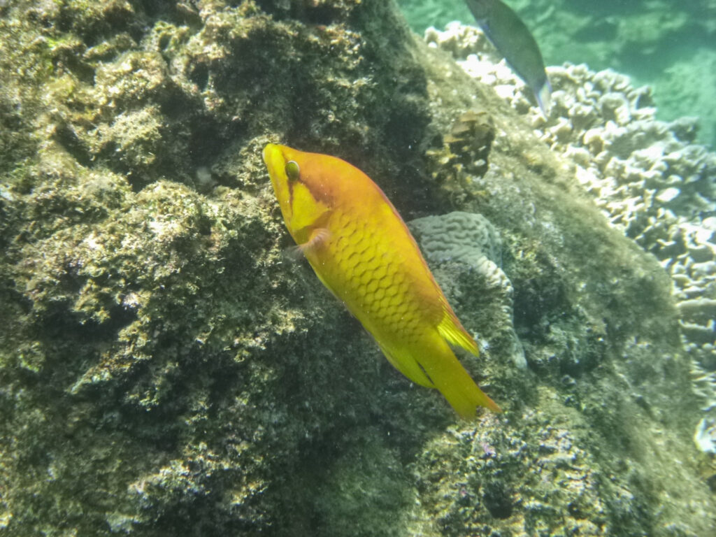 Tropical fish, Koh Tao