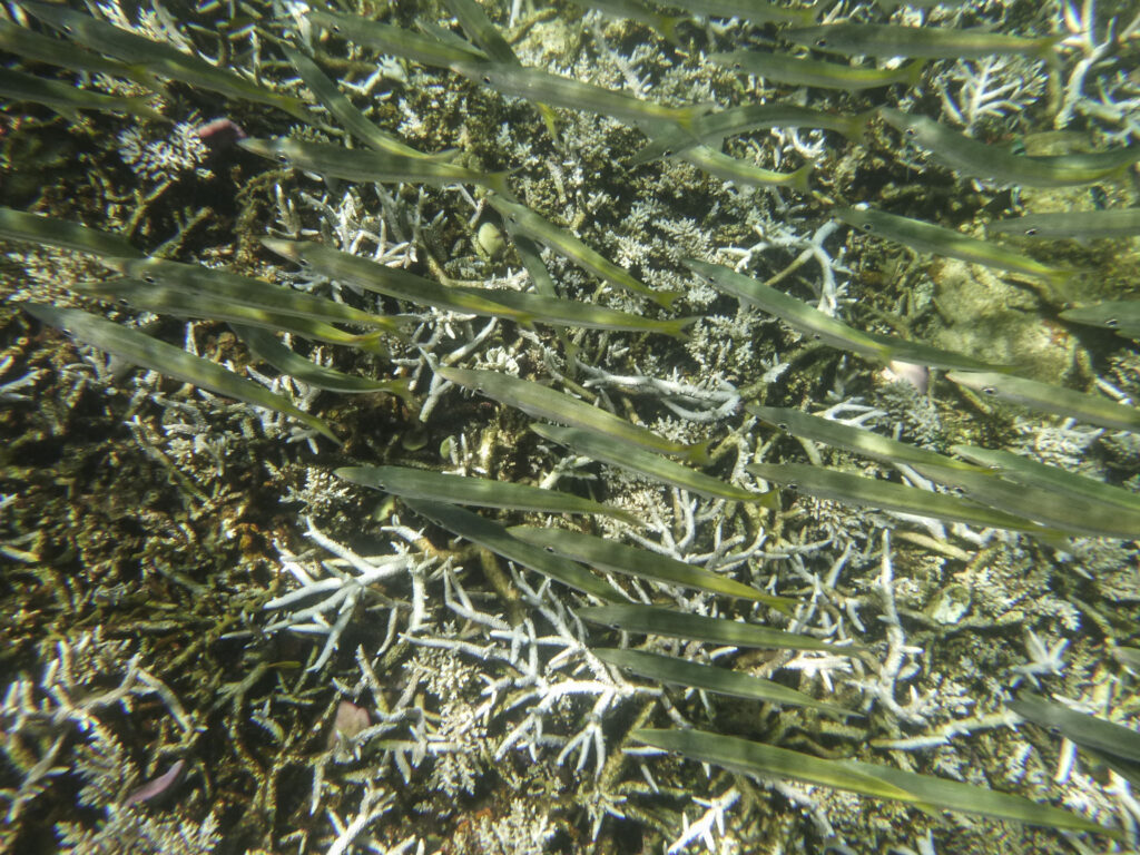 School of fish, Koh Tao