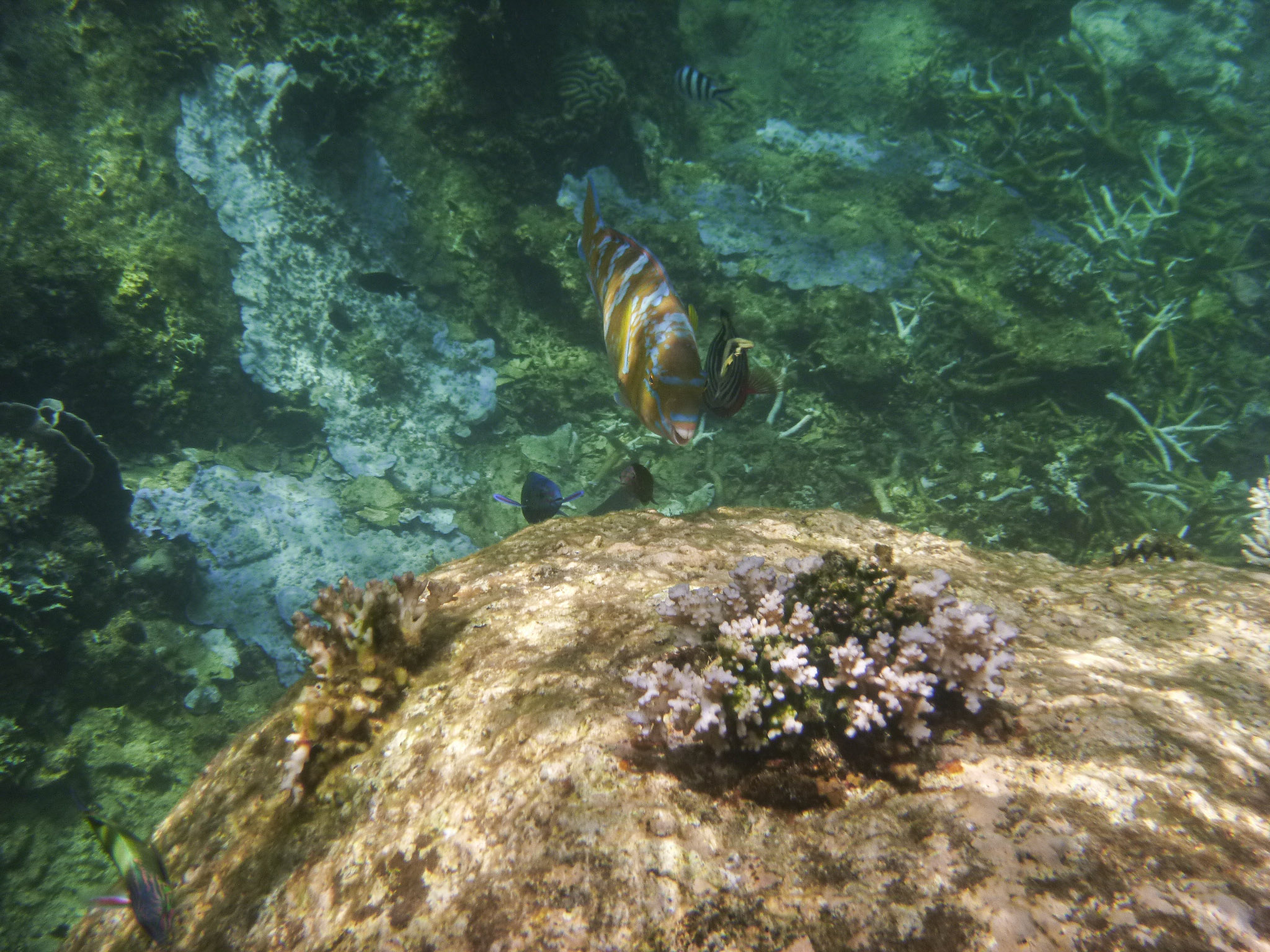 Tropical fish seen while snorkeling at Koh Tao