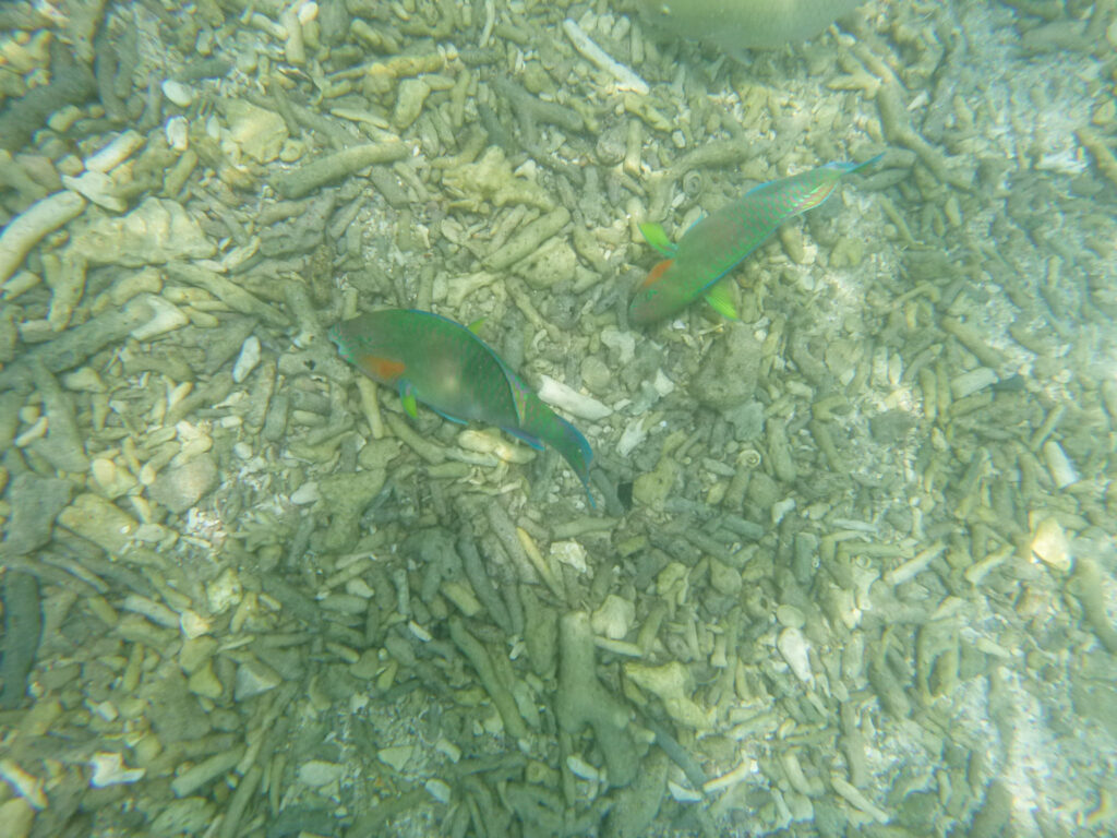 Parrotfish at Japanese Gardens snorkeling site on Koh Nang Yuan