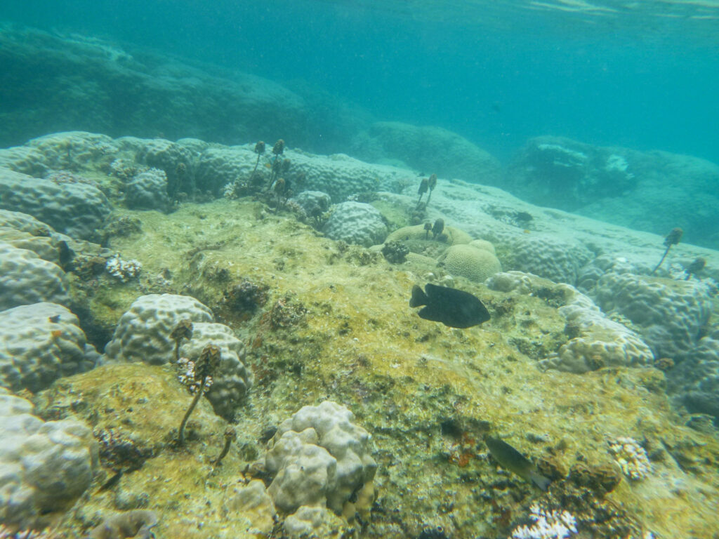 Japanese Gardens snorkeling site on Koh Nang Yuan