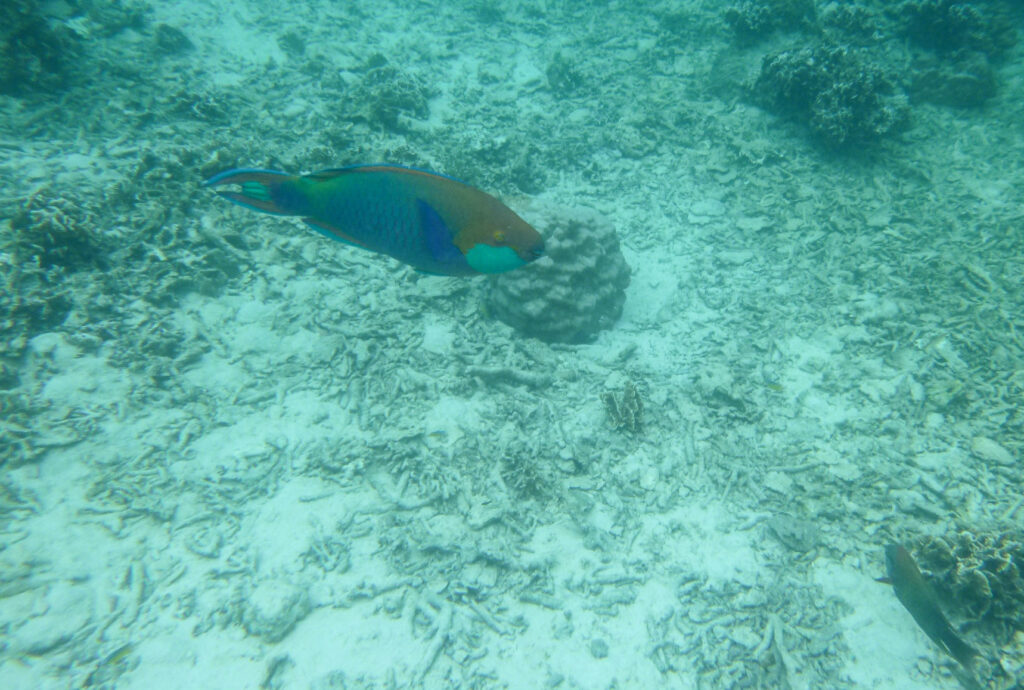 Parrotfish at Japanese Gardens snorkel site on Koh Nang Yuan
