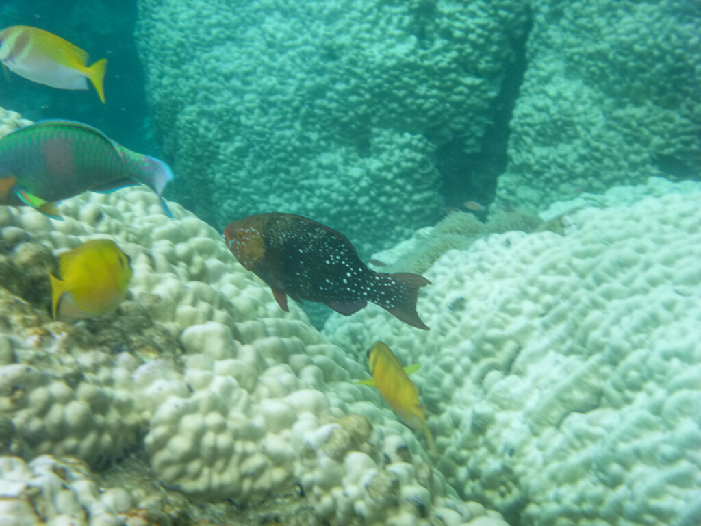 Tropical fish at Japanese Gardens snorkel site at Koh Nang Yuan