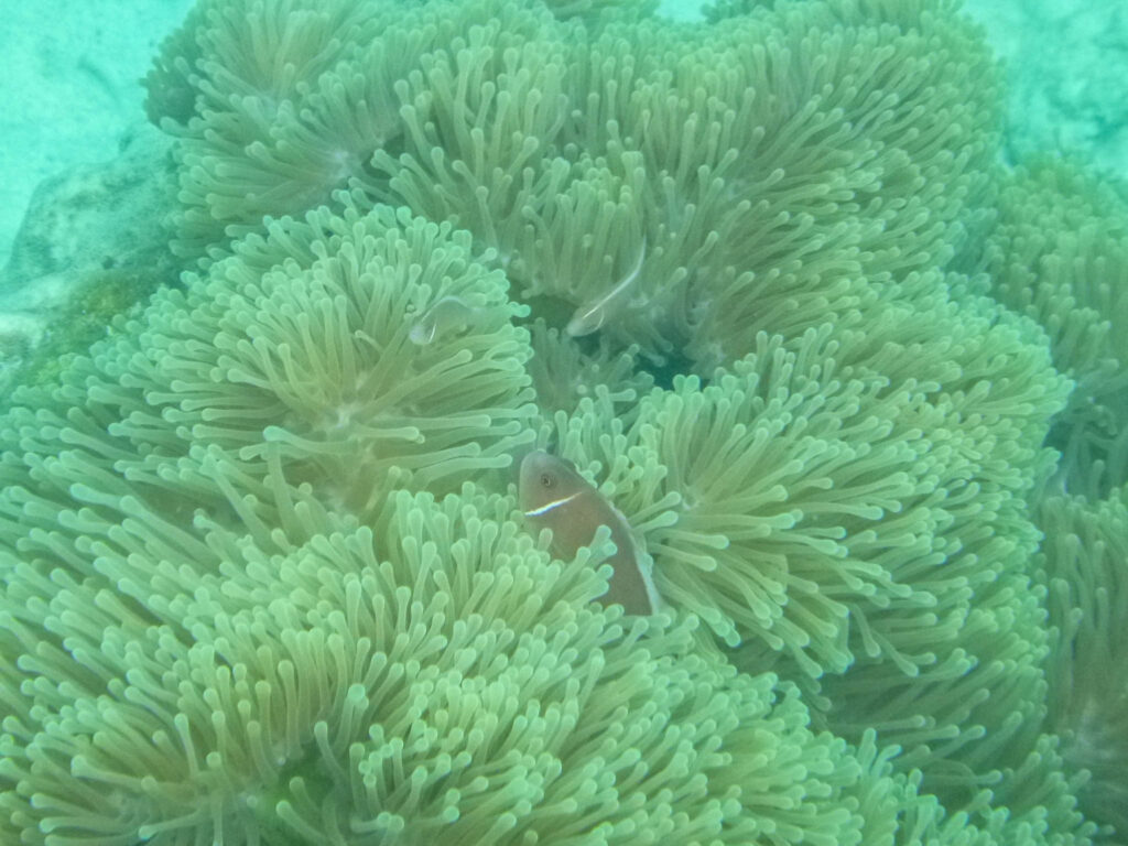 Clown anemone fish at Japanese Gardens snorkel site on Koh Nang Yuan