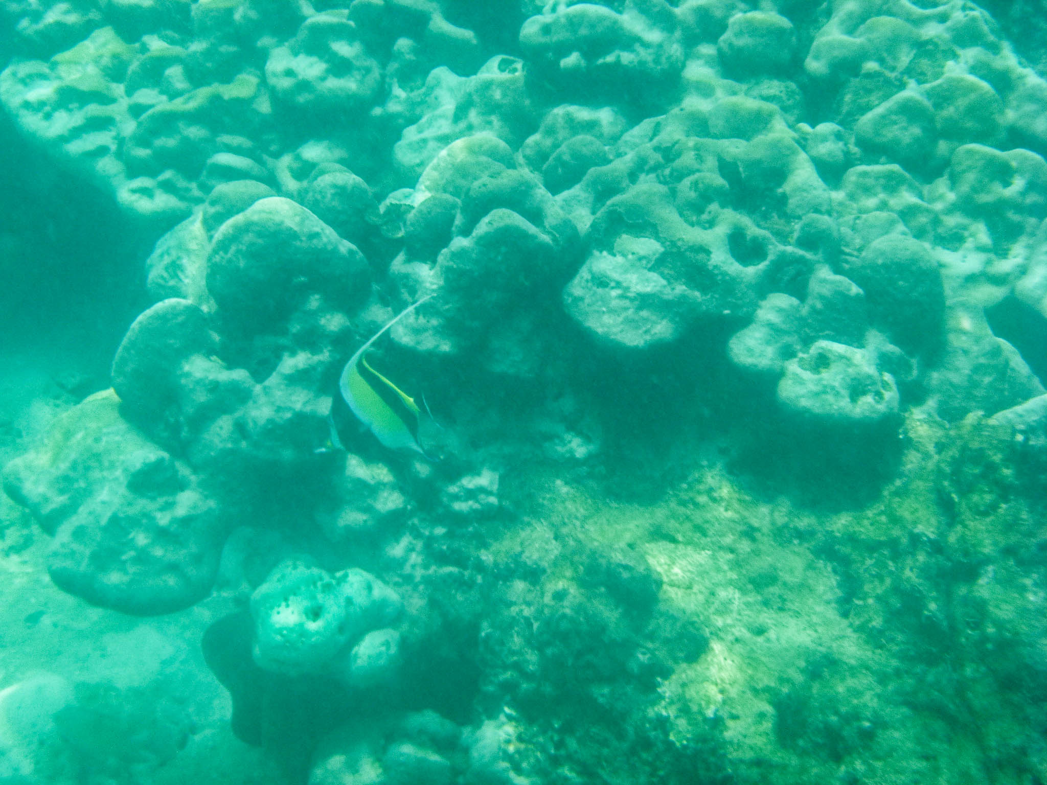 Moorish Idol seen while snorkeling at Koh Phi Phi Leh