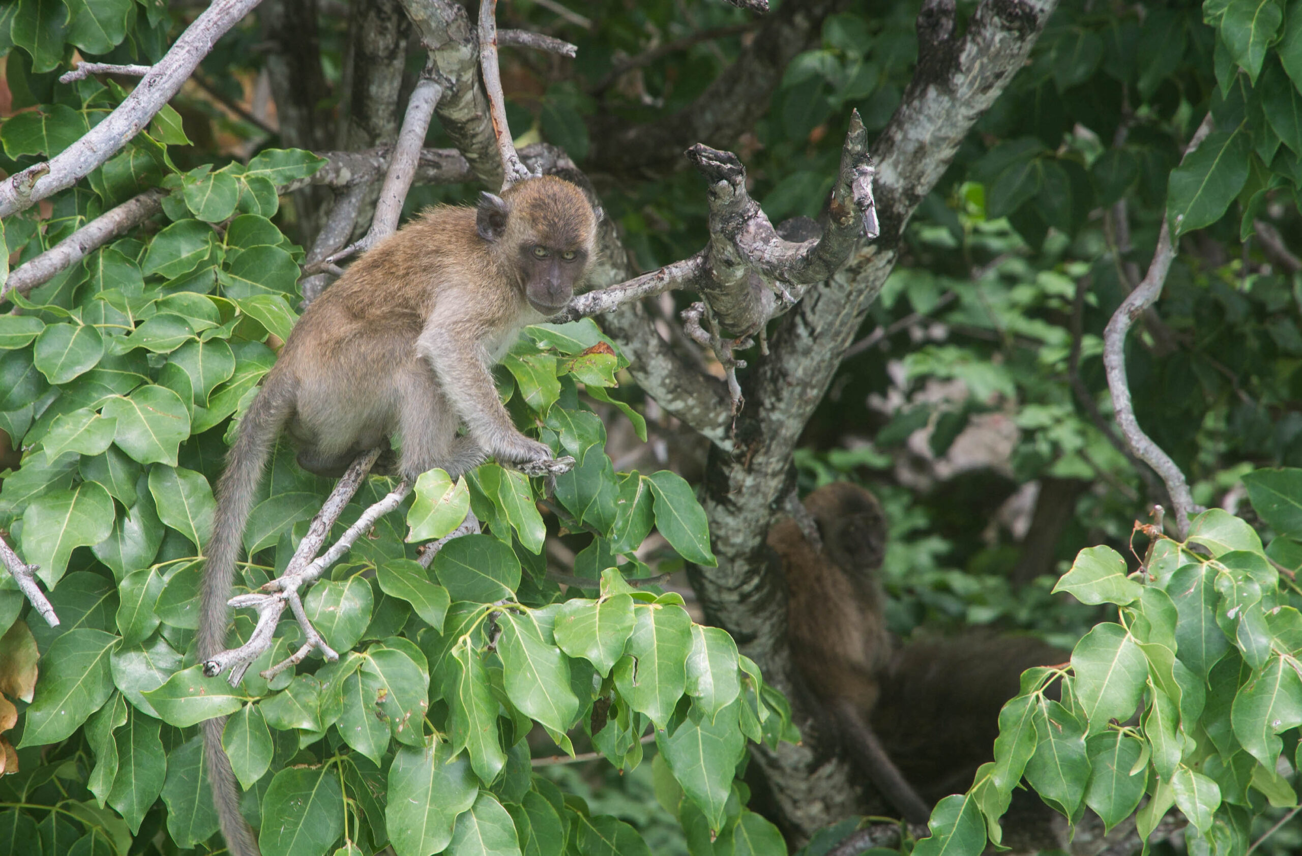 A monkey at Monkey Beach