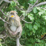 A monkey eating a banana