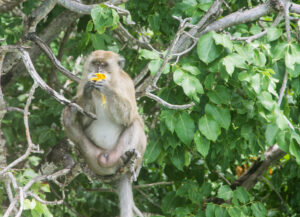 A monkey eating a banana