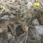 Monkey swinging from a tree
