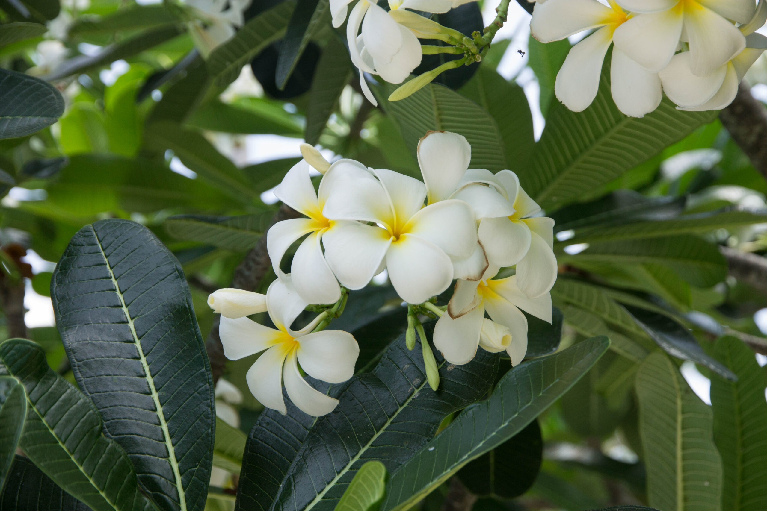 Plumeria flowers at SAii Phi Phi Island Village