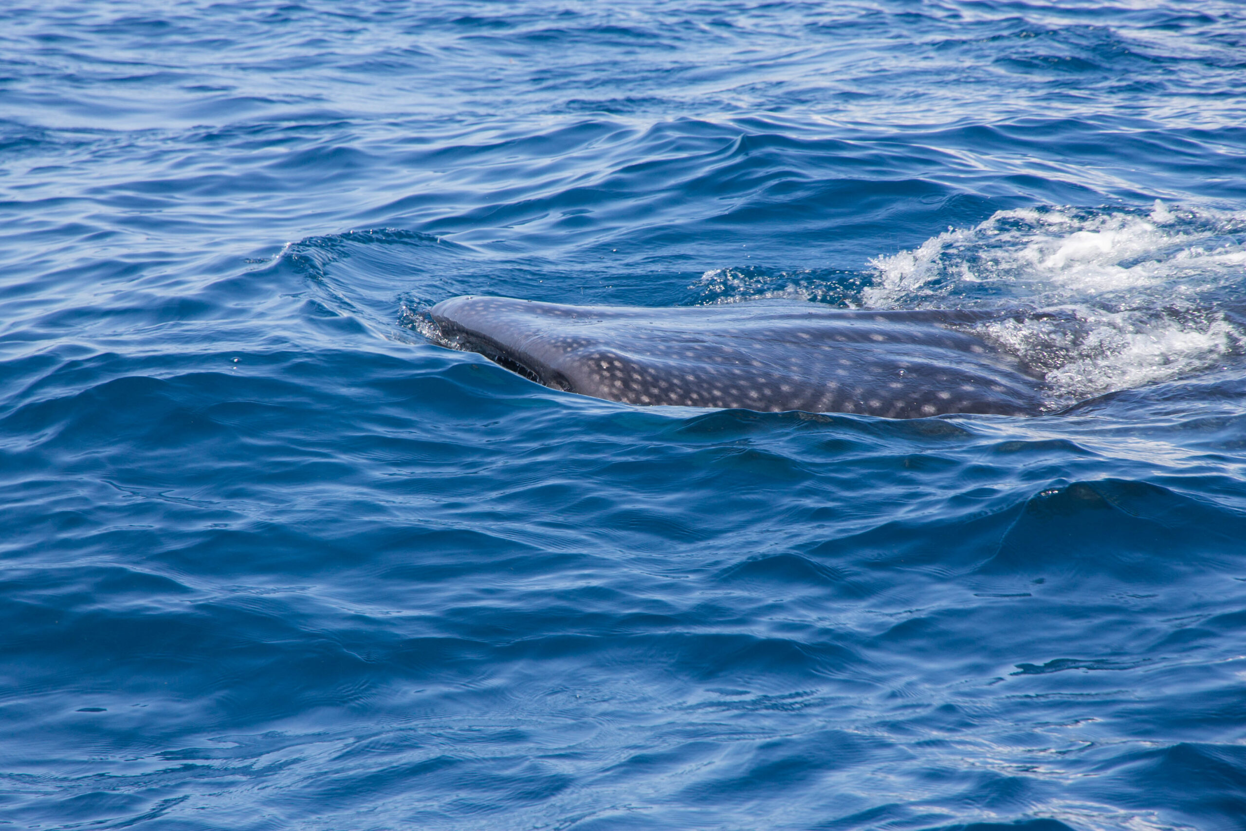 Whale shark near Isla Contoy seen from our boat