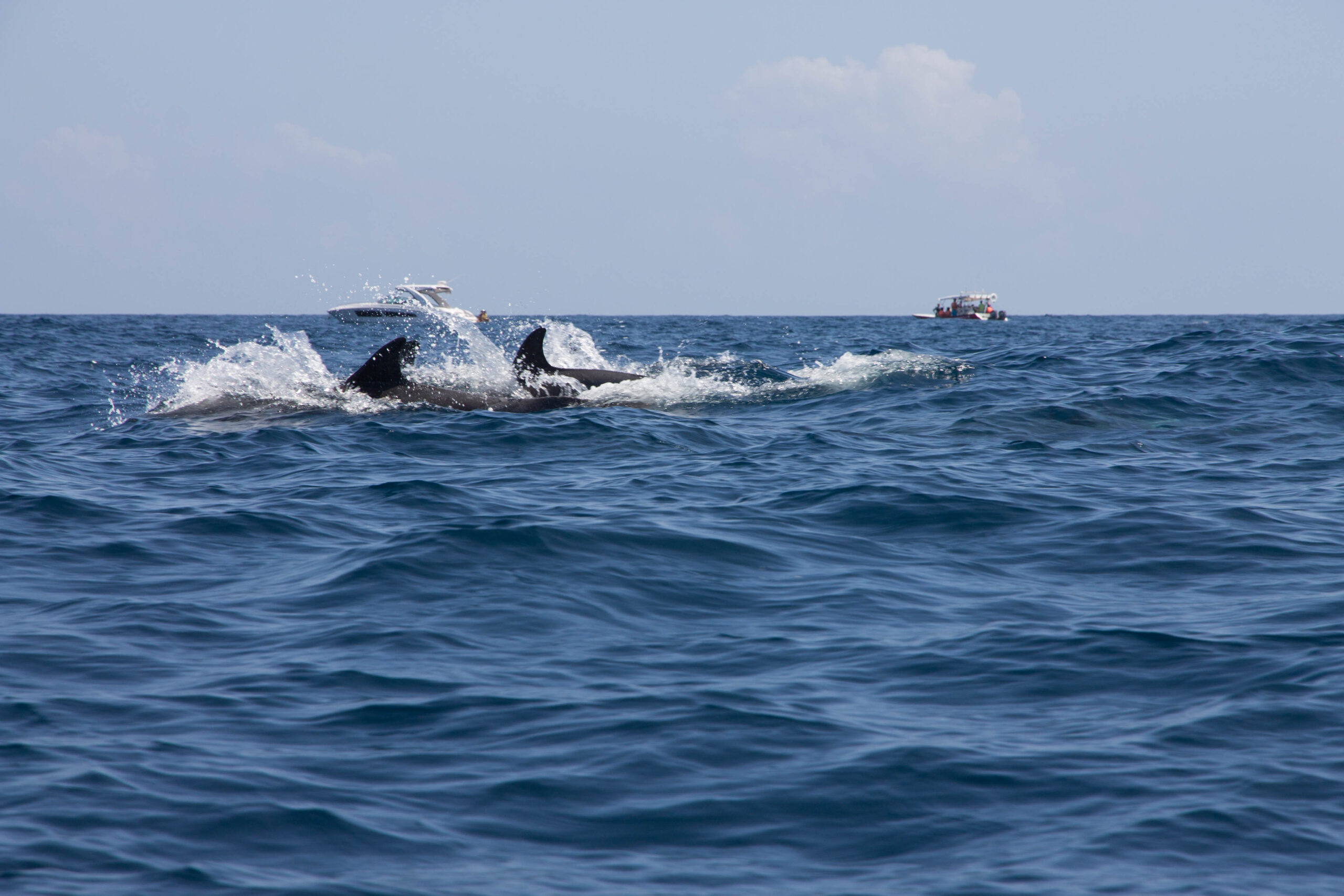 Dolphins spotted on our whale shark watching excursion from Cancun