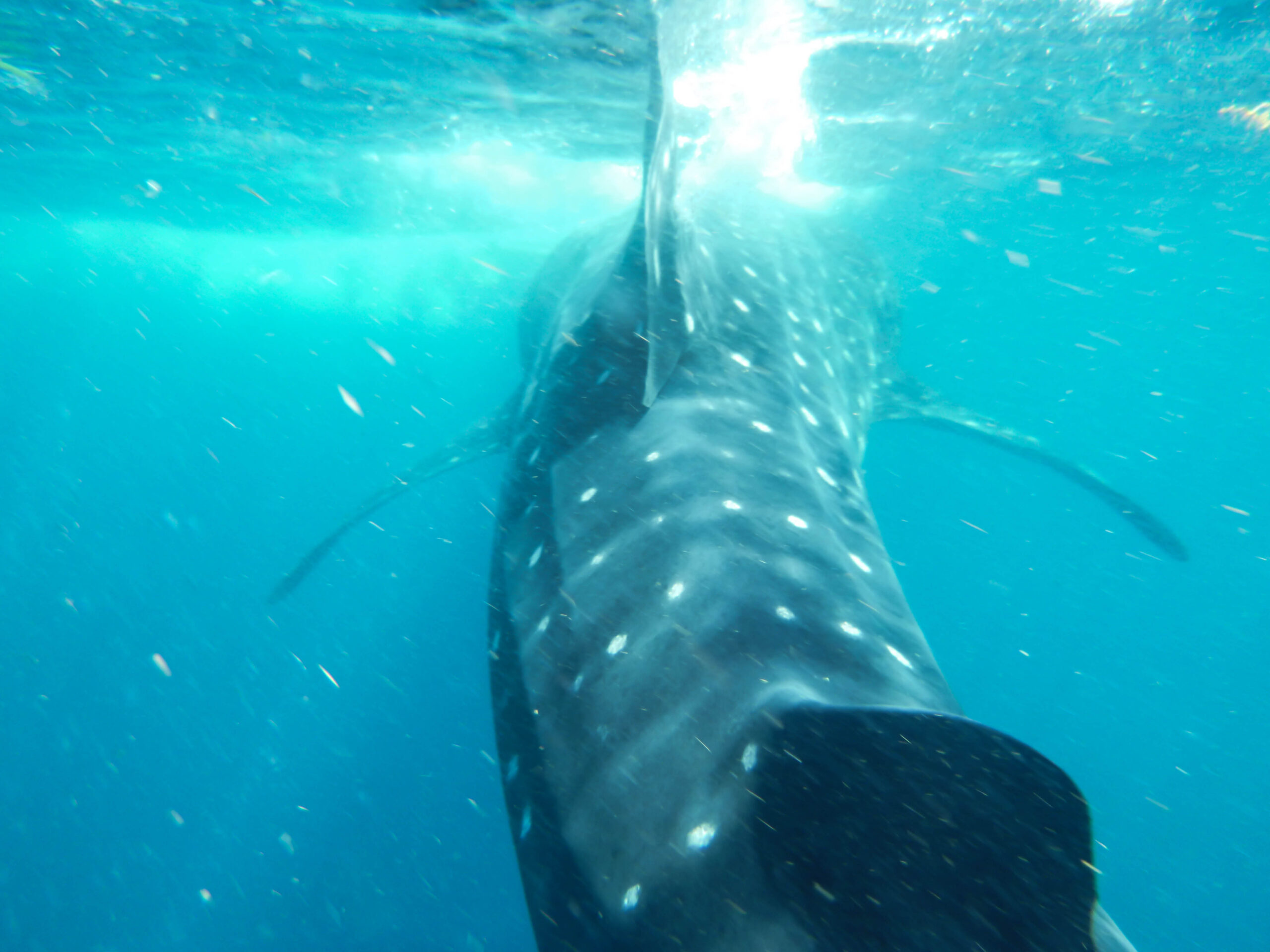 Watching a whale shark swim away from me