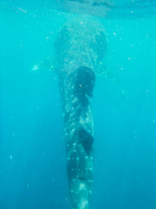 Whale shark swimming away