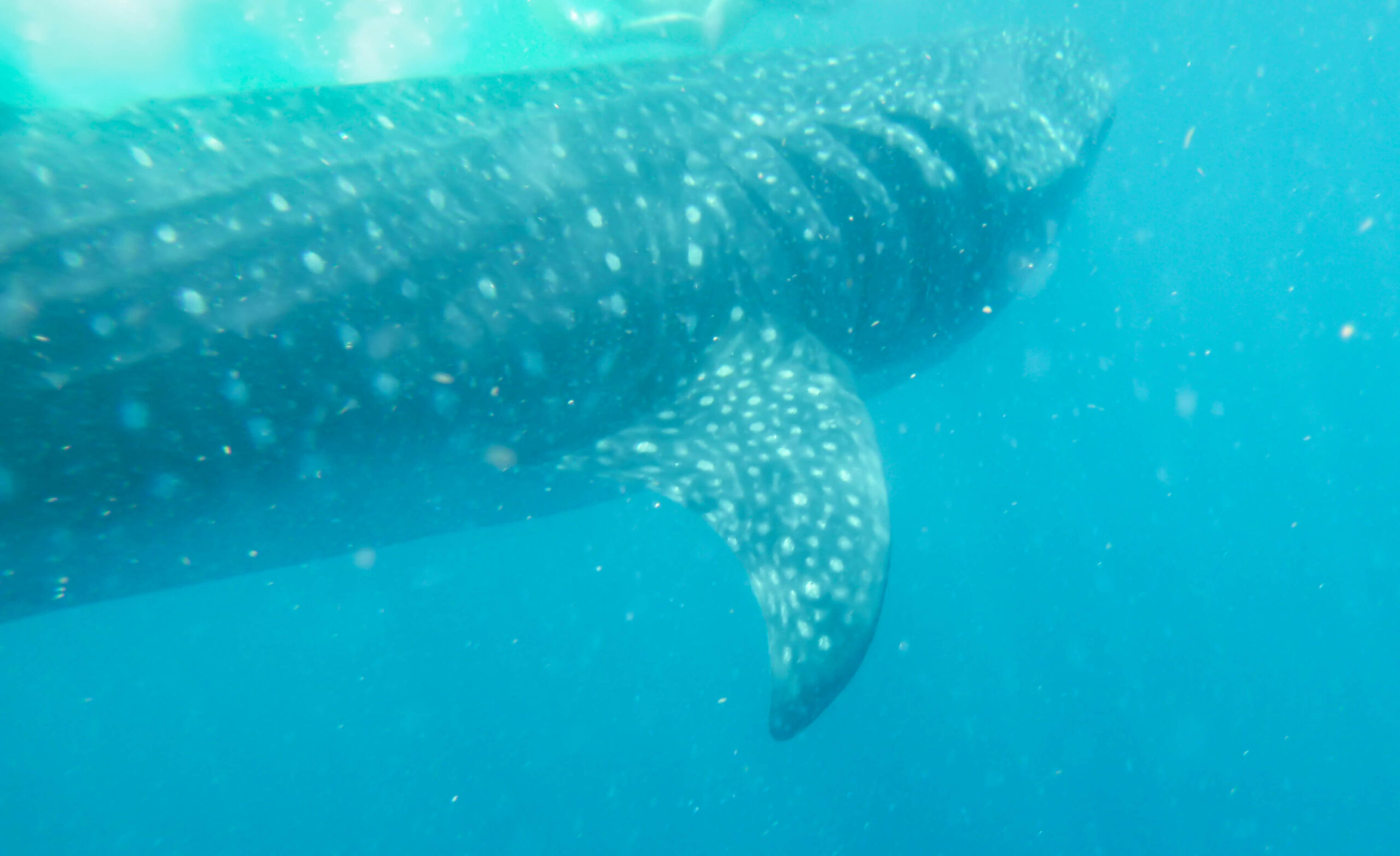 Swimming alongside a whale shark off the coast of Cancun
