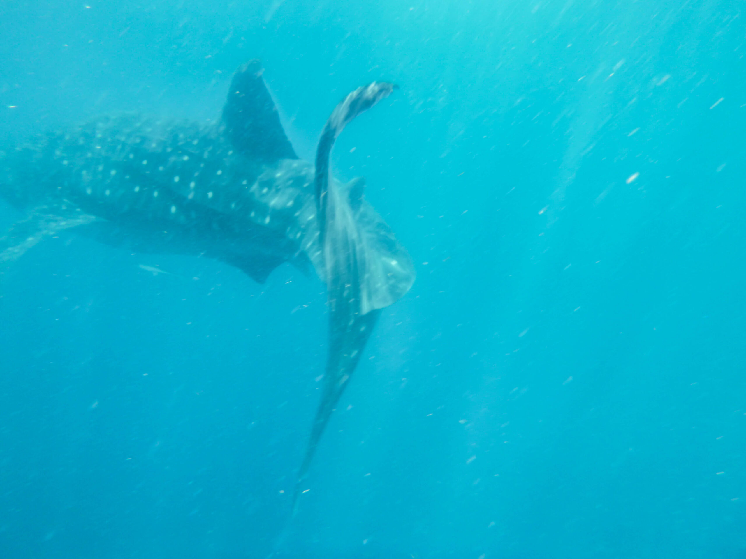 Whale shark swimming away