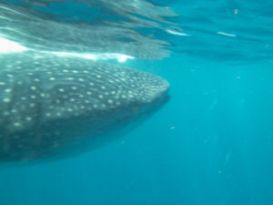 Close up of a whale shark off the coast of Cancun Mexico
