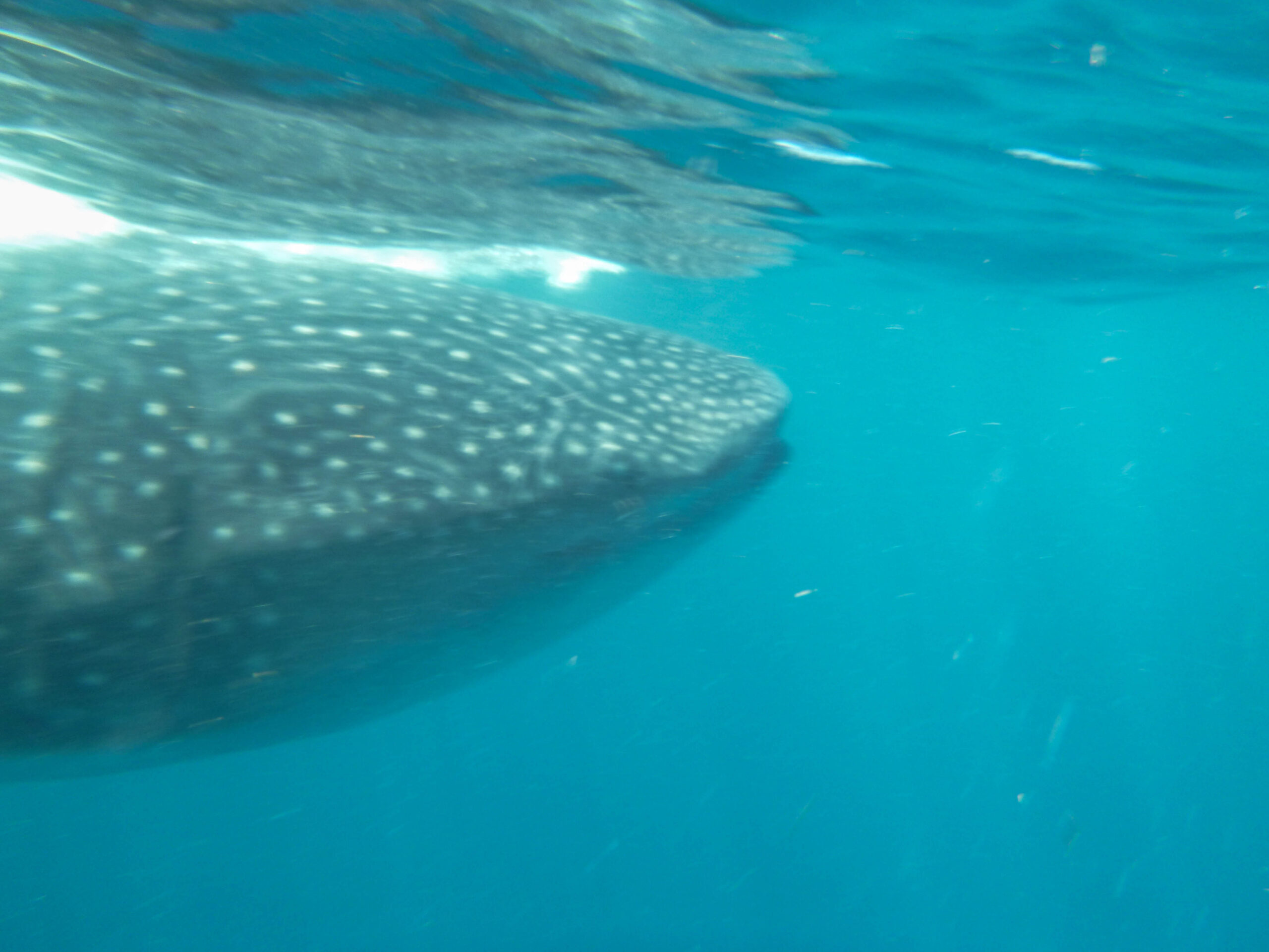 Close up of a whale shark off the coast of Cancun Mexico
