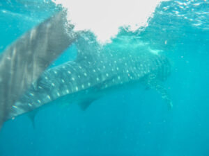 A whale shark
