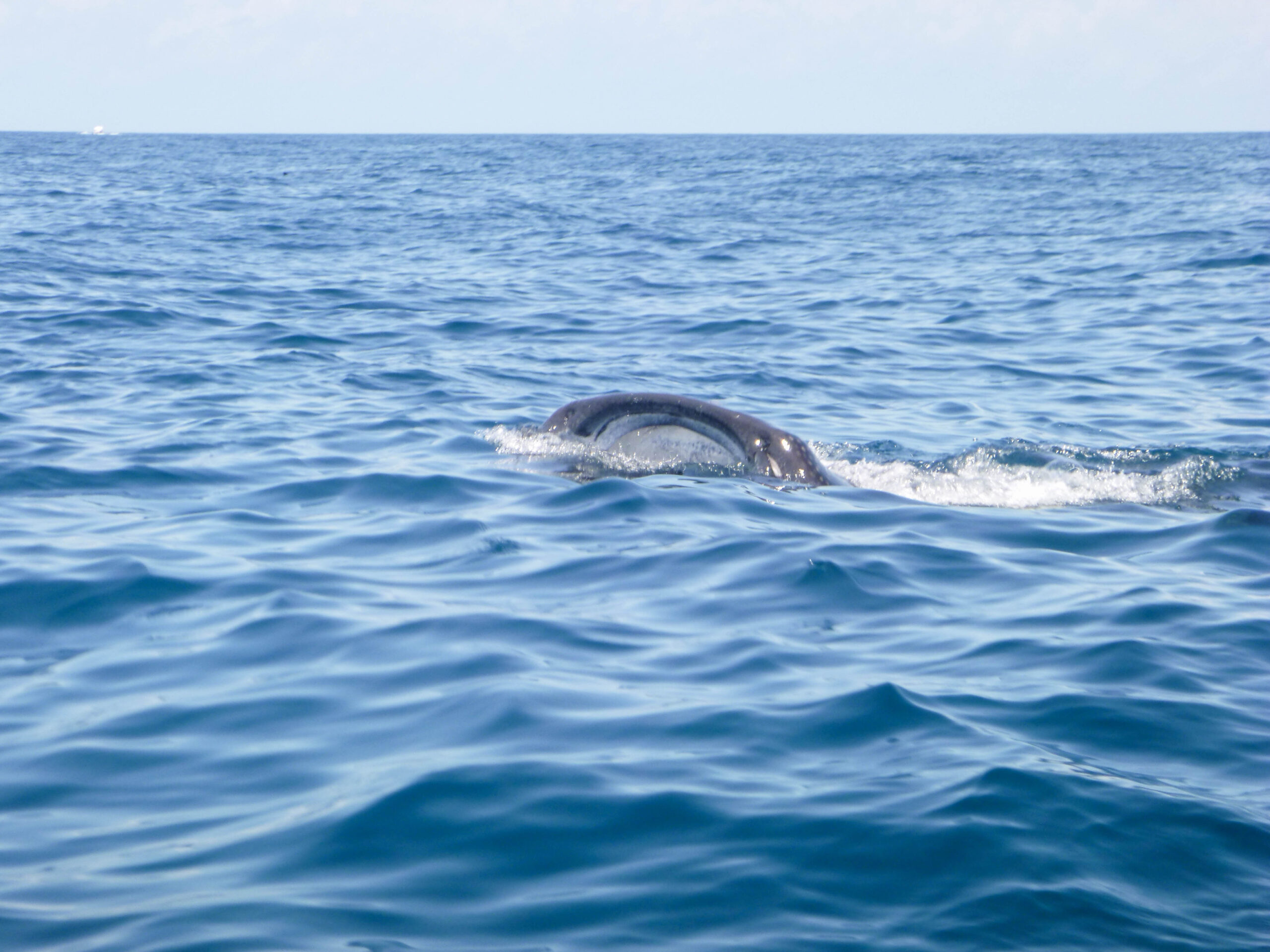 Whale shark with mouth open for feeding