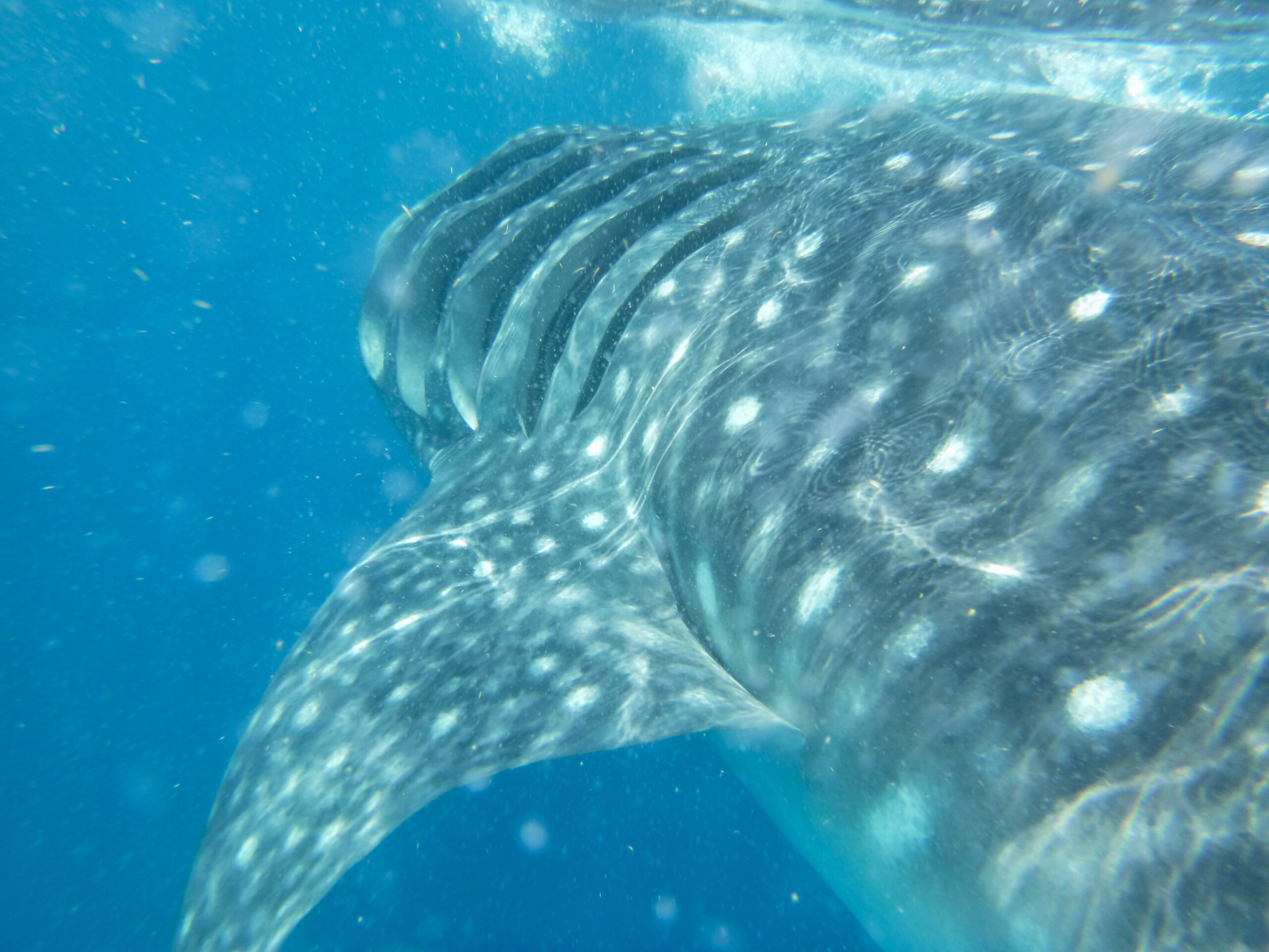 Close up of a whale shark's gills