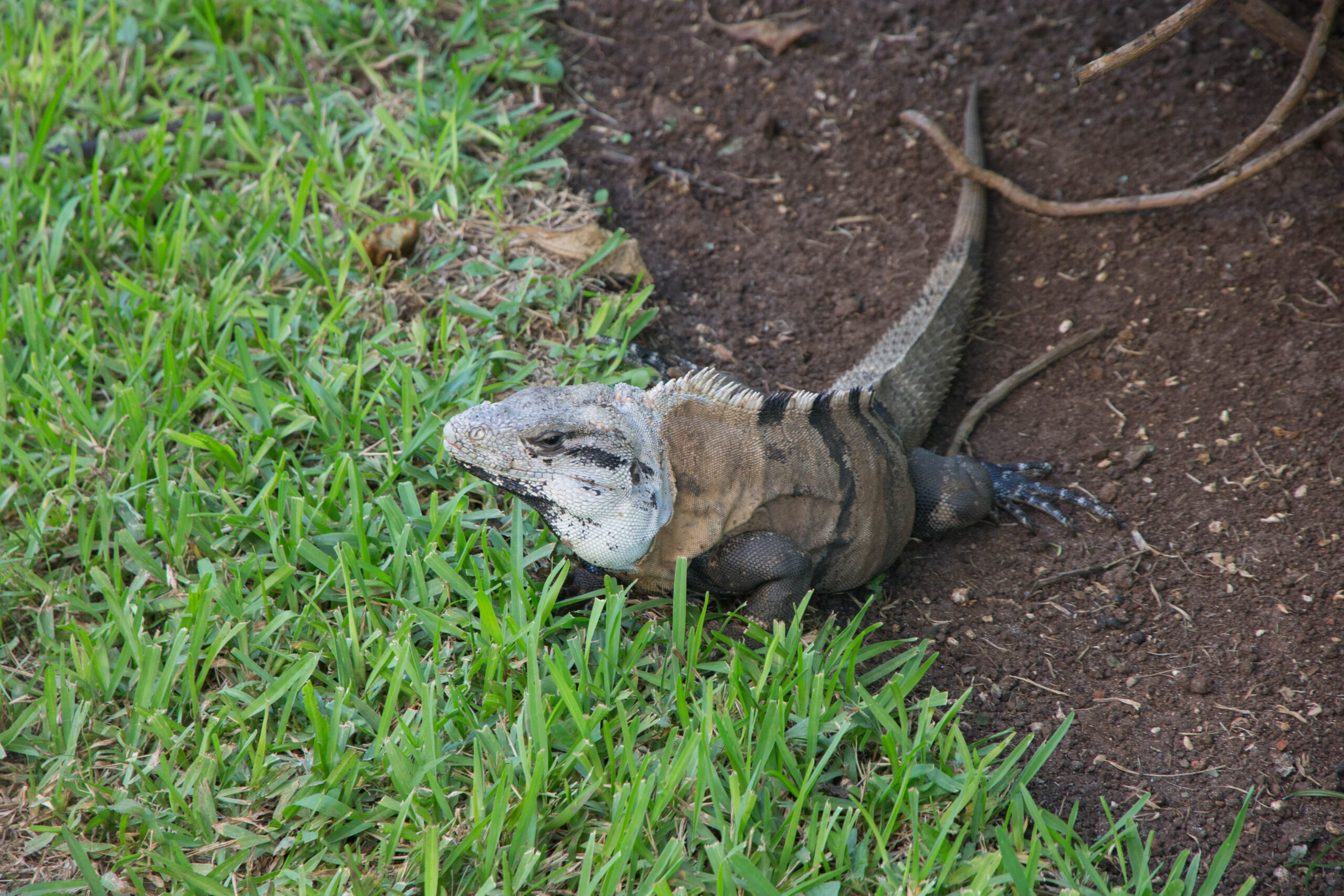 Iguana at Live Aqua Cancun