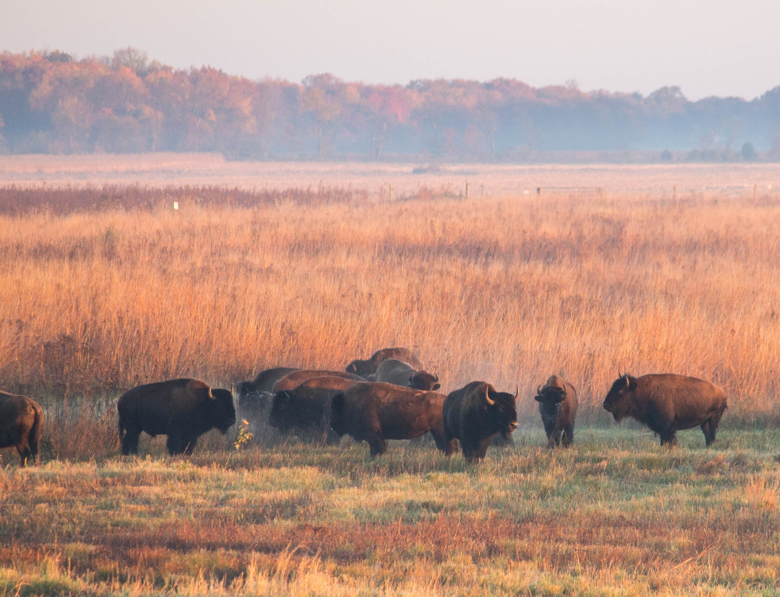 Bison at Kankakee Sands