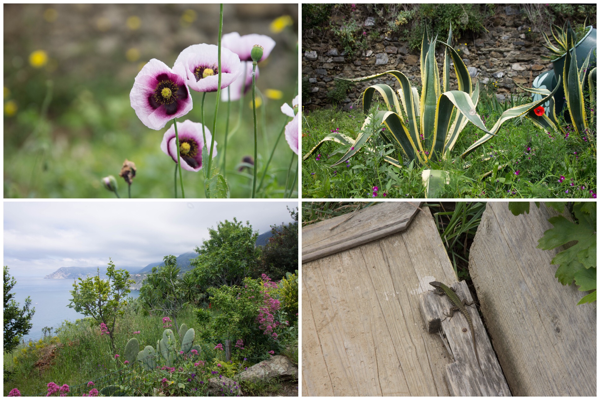 Wildflowers along the trails in Cinque Terre