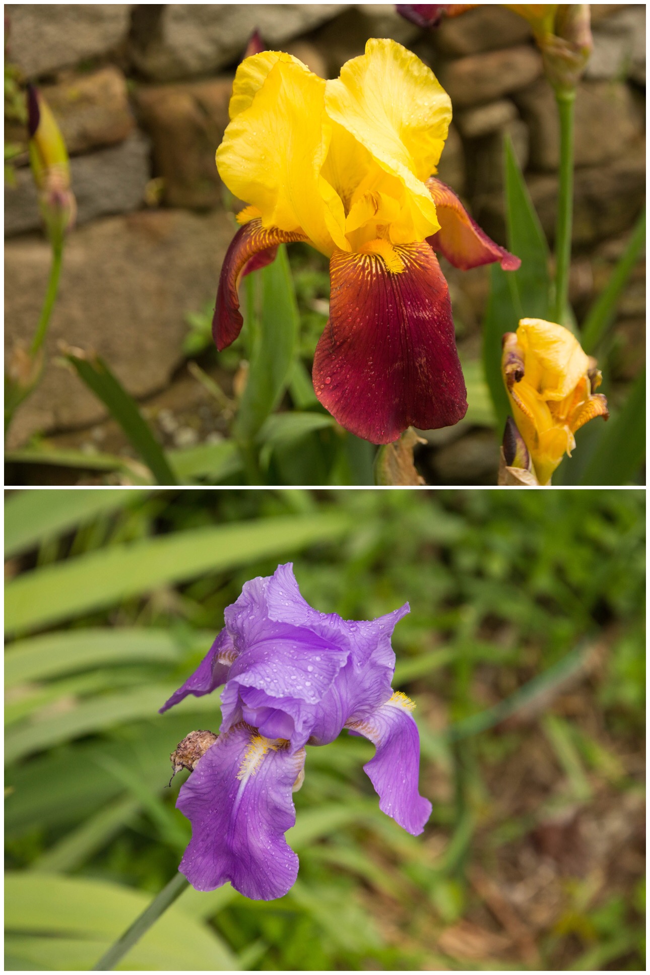 Wild irises on the Cinque Terre hiking trails