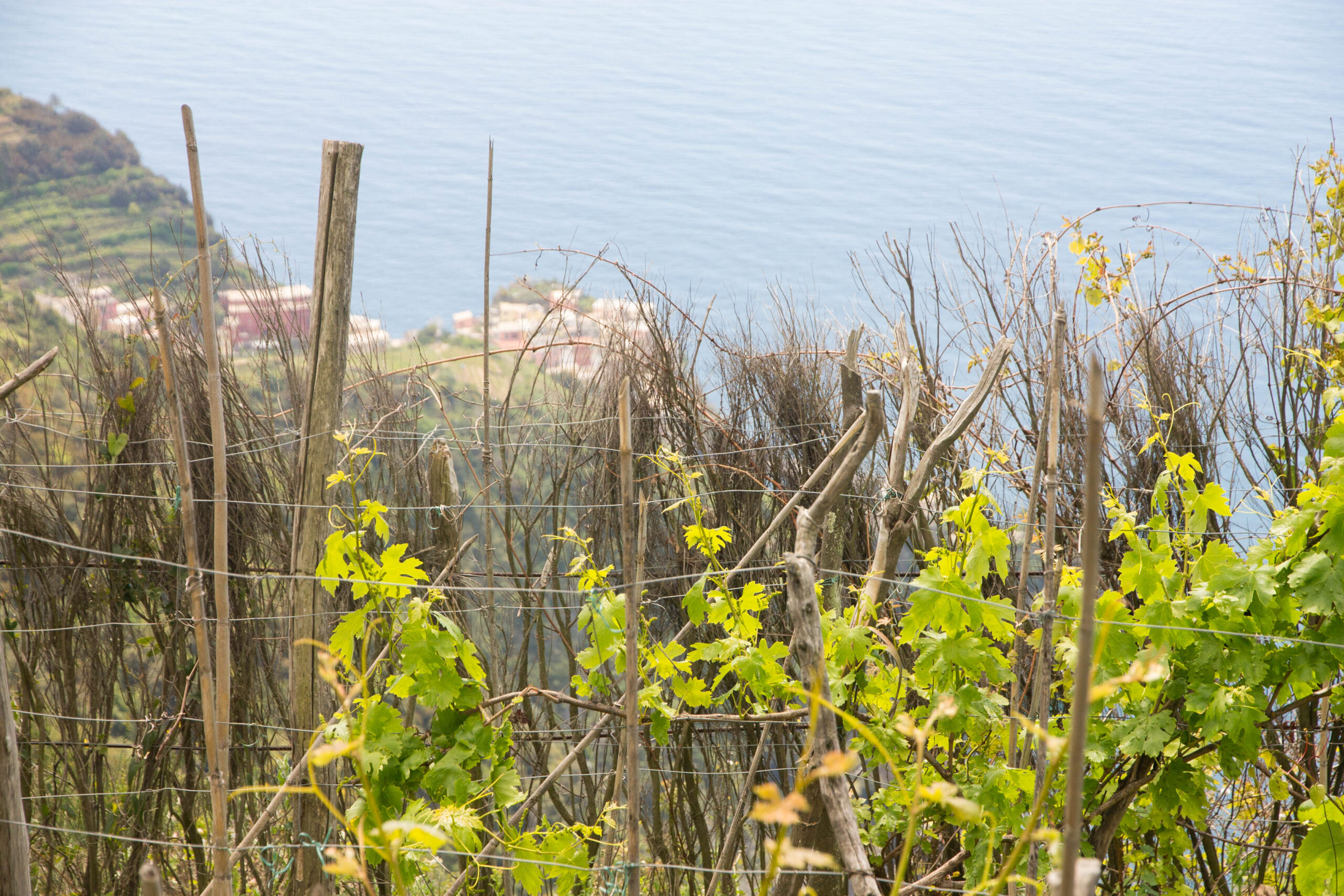 Coastal views from Cinque Terre hiking trails
