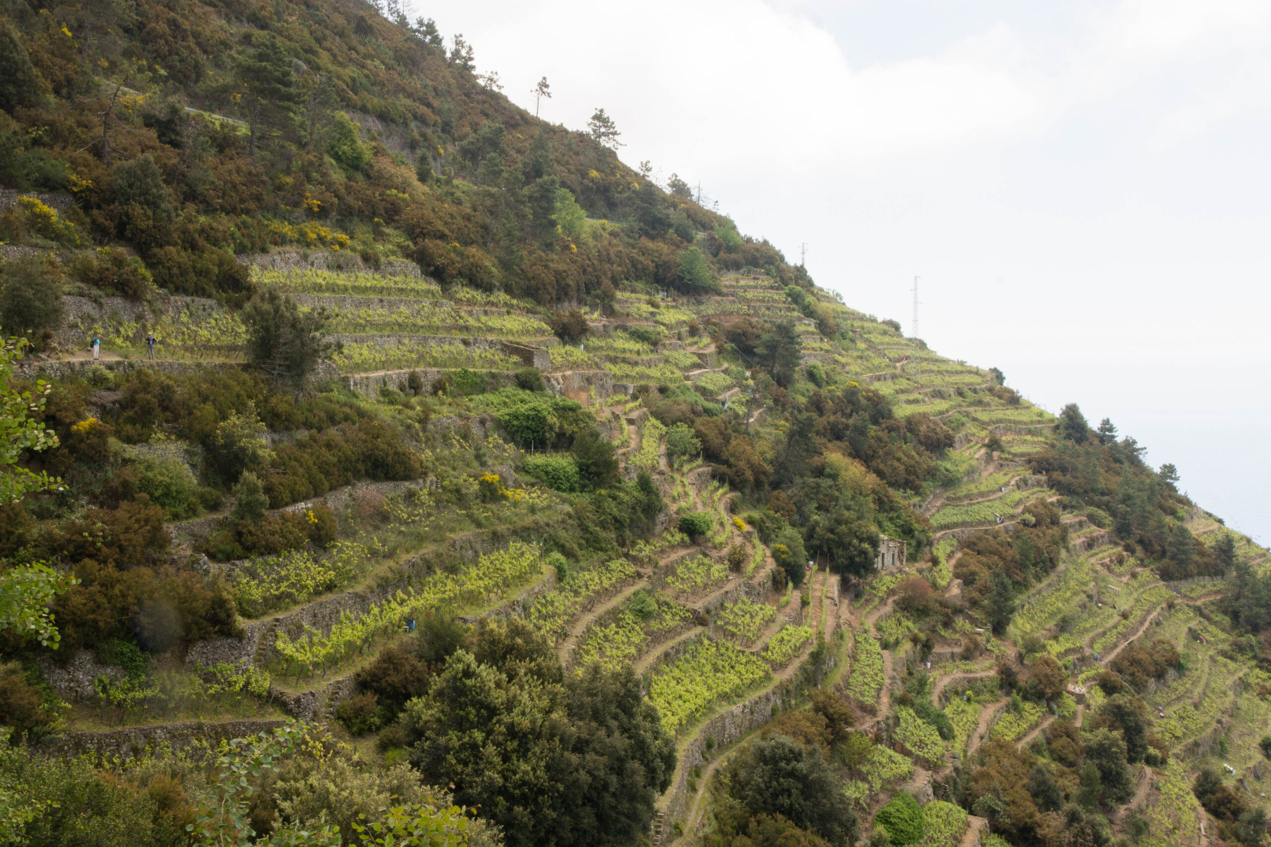 Terraced vineyards in Cinque Terre