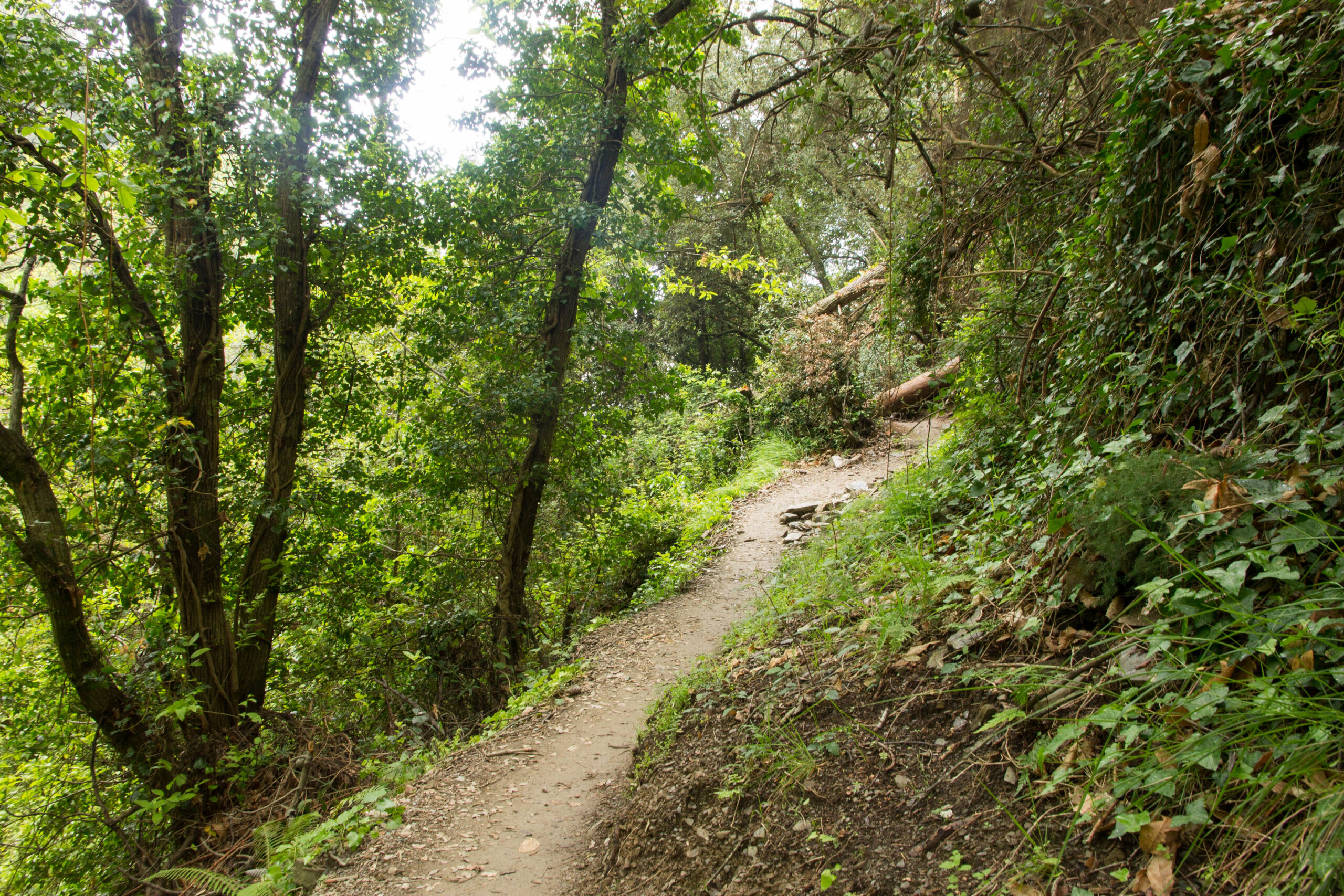 Wooded trail descending into Corniglia