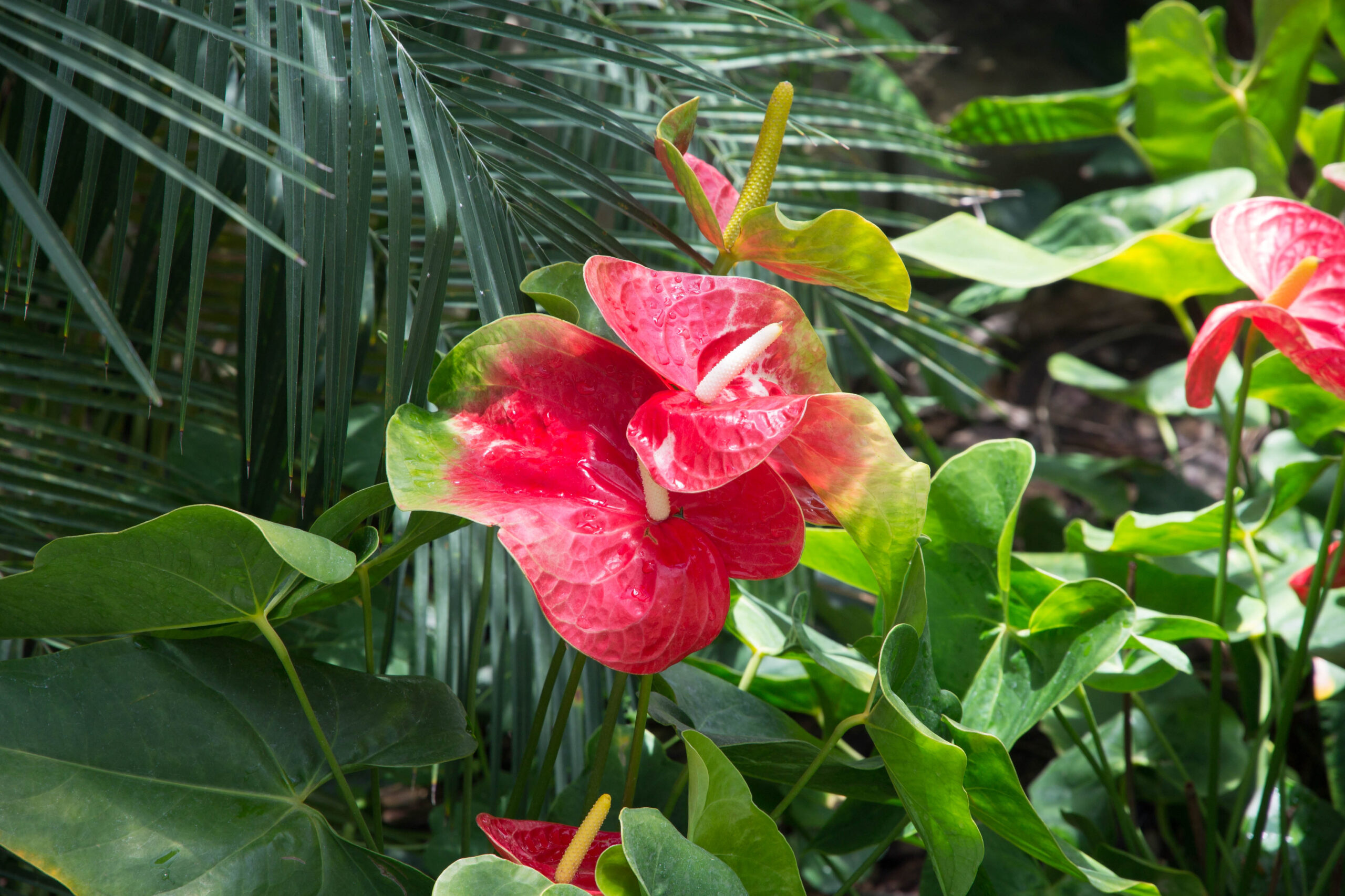 Flowers at the Foellinger-Freimann Botanical Conservatory in Fort Wayne