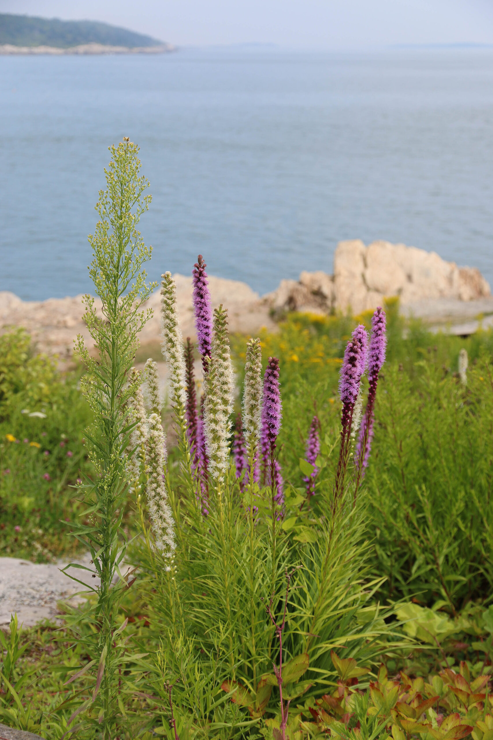 Wildflowers at Portland Head Light