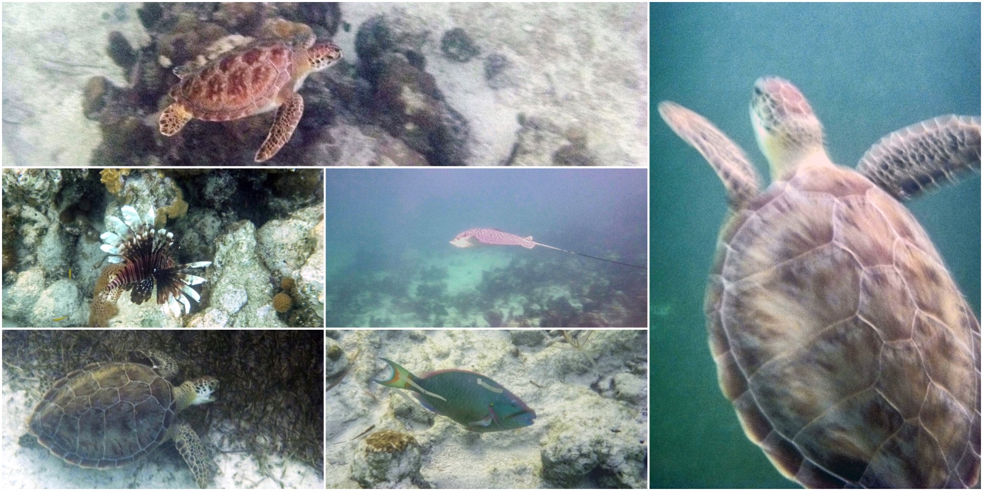 Snorkeling on Bight Reef Turks and Caicso